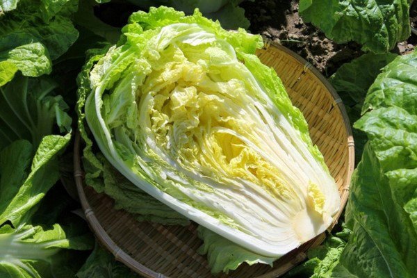 Bắp cải thảo tươi ngon, nguyên liệu chính làm kim chi