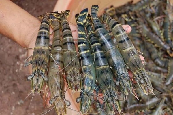 Bí quyết chọn tôm tươi ngon cho món tôm nướng muối ớt