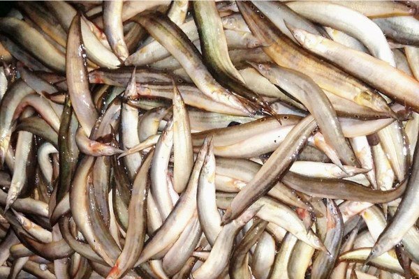 Cá chạch giàu dinh dưỡng tốt cho sức khỏe