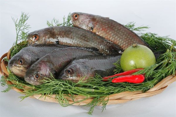 Xôi Cá Rô Đồng: Cách Nấu Chuẩn Vị, Thơm Ngon Đậm Đà Cá rô đồng tươi sống, nguyên liệu chính cho món xôi cá rô đồng thơm ngon