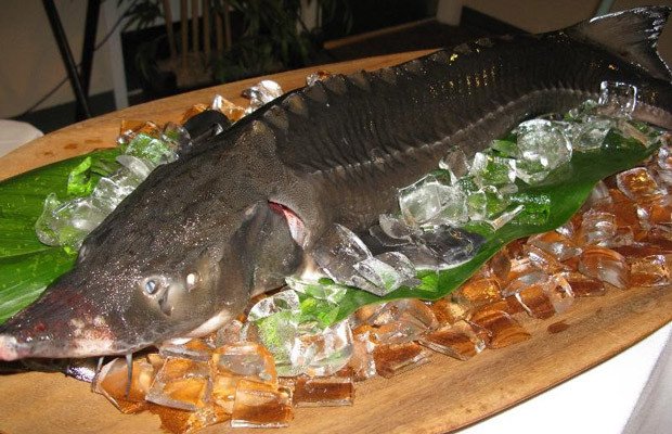 Cá tầm Sapa tươi sống được nuôi tại Việt Nam, mang đến nguồn dinh dưỡng dồi dào