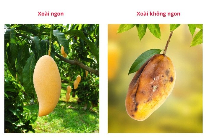 Cách chọn xoài chín ngon tươi mới để làm xoài sấy dẻo