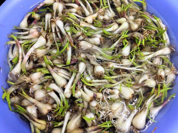 Cách sơ chế củ kiệu chuẩn để ngâm giòn ngon