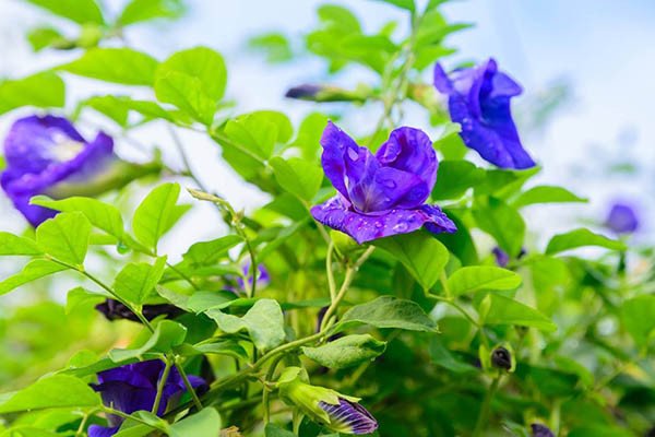Cây hoa đậu biếc thân leo với lá xanh và những bông hoa tím biếc tươi tắn