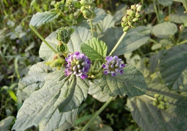 Cây Phá Cổ Chỉ nguồn gốc của Bakuchiol