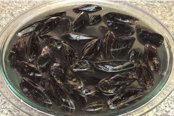 Chem chép đang được ngâm trong nước muối để làm sạch bùn đất