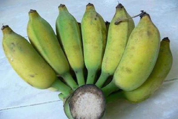 Chuối sứ tươi ngon để nấu chè chuối chưng