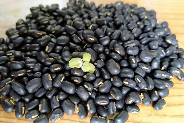 Đậu đen xanh lòng chất lượng để nấu nước đậu đen rang