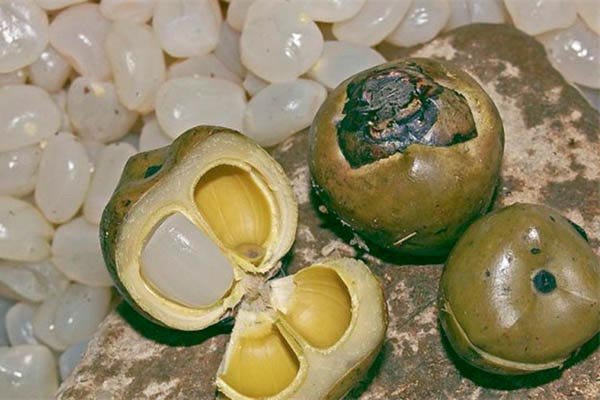 Hạt đác tươi sau khi sơ chế, trắng trong và căng mọng