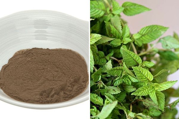 Hình ảnh cây sương sáo và bột sương sáo