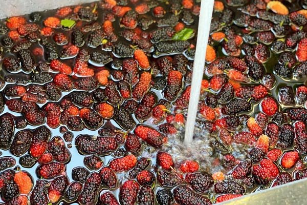 Hình ảnh dâu tằm tươi ngon được rửa nhẹ nhàng để chuẩn bị làm mứt dâu tằm tại Nấu Chuẩn Ăn Ngon