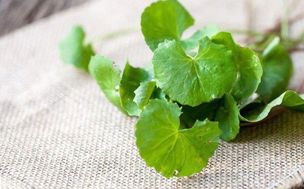 Bí Quyết Làm Nước Rau Má Thơm Ngon Chuẩn Vị Tại Nhà Hình ảnh lá rau má tươi xanh mướt cho cách làm nước rau má