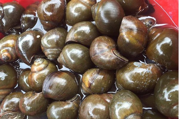 Hình ảnh minh họa cách chọn mua ốc nhồi tươi ngon, béo mẩy để đảm bảo chất lượng món ốc chuối đậu.