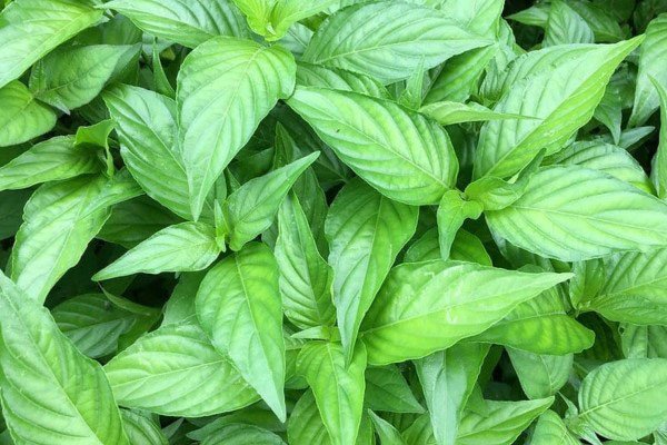 Lá cẩm không chỉ tạo màu mà còn tốt cho sức khỏe