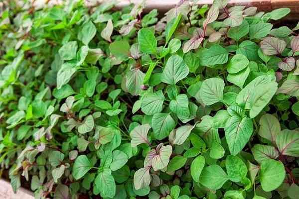 Lá rau dền xanh tươi, giàu dinh dưỡng tốt cho sức khỏe tổng thể