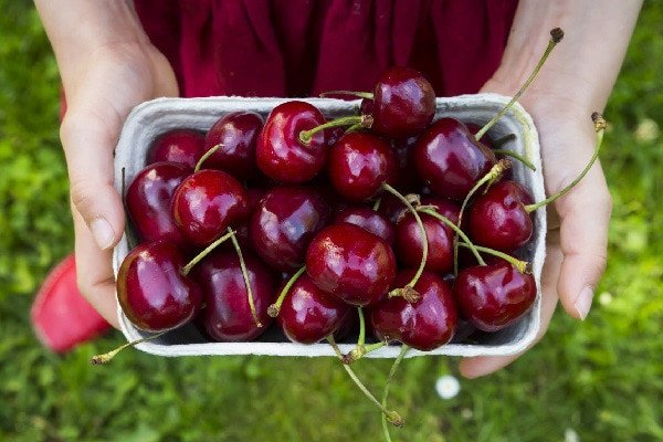 Lựa chọn những quả cherry căng mọng tươi ngon để làm mứt
