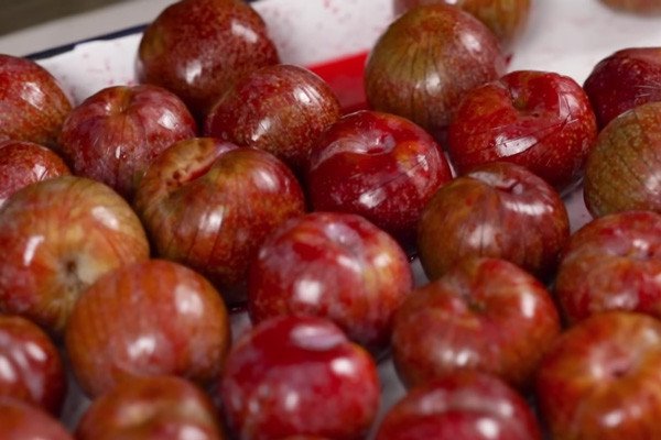 Mận tươi sau khi rửa sạch được khứa nhẹ để ngấm gia vị tốt hơn khi làm ô mai mận.