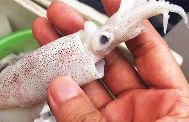Mực nang tươi ngon, thân dày dặn là yếu tố quan trọng để làm món mực xào sa tế hấp dẫn.