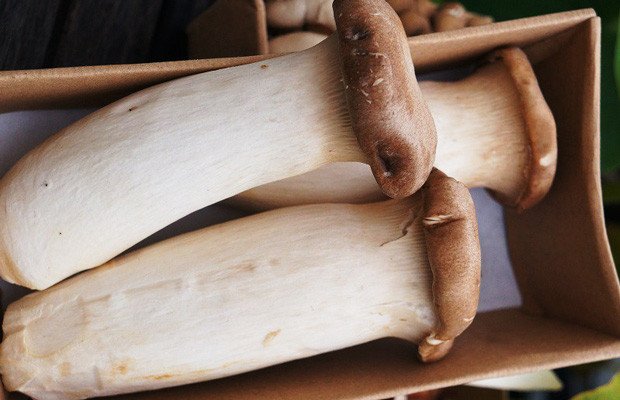 Nấm đùi gà tươi ngon cho món gỏi