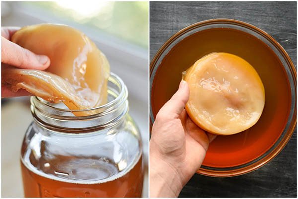 Nấm Scoby khỏe mạnh để làm trà Kombucha