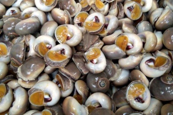 Bí Quyết Làm Ốc Mỡ Xào Bơ Tỏi Ngon Chuẩn Vị Nhà Hàng Ốc mỡ thường có hình tròn, thịt ốc giòn, thơm, béo ngậy