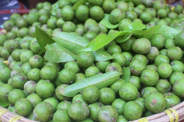 Quả sấu xanh tươi mơn mởn, nguyên liệu chính cho món sấu ngâm