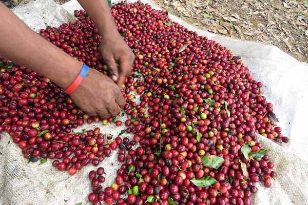 Quá trình phân loại và làm sạch quả cà phê sau thu hoạch