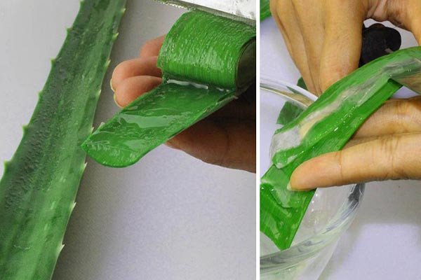 Sơ chế lá nha đam tươi xanh để loại bỏ vỏ và nhựa đắng