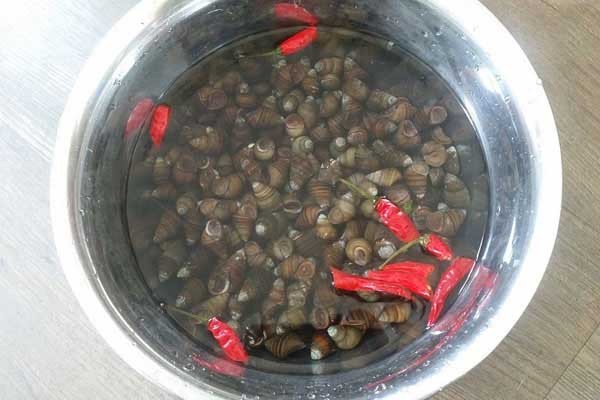 Sơ chế ốc bằng cách ngâm với ớt tươi giúp ốc nhả sạch bùn đất