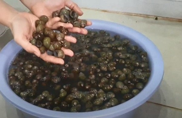 Sơ chế ốc gạo sạch bằng nước vo gạo và các nguyên liệu tự nhiên
