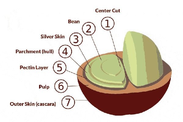 Quy Trình Chế Biến Cà Phê: Từ Nông Trại Đến Tách Ngon Sơ đồ cấu tạo chi tiết quả cà phê tươi
