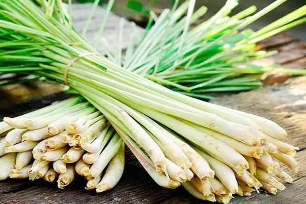 Thành phần sả tươi chuẩn bị cho món ốc len xào sả ớt