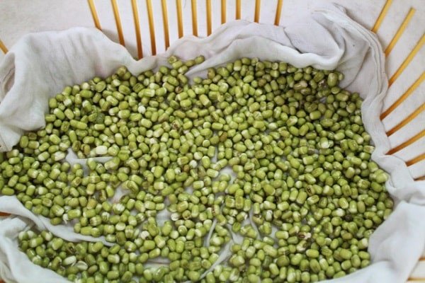 Trải đều đậu xanh lên khăn ẩm để ủ giá đỗ trong thùng xốp