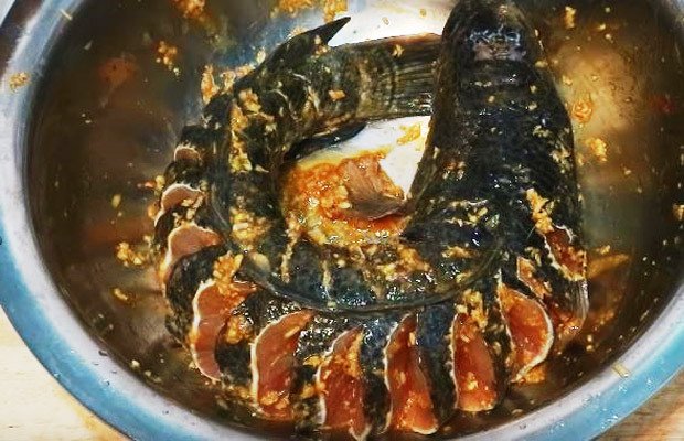 Ướp cá lóc với gia vị thơm ngon cho món hấp bia