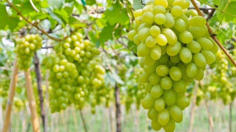 100g nho xanh sẽ có lượng calo là 62 - 65 calo
