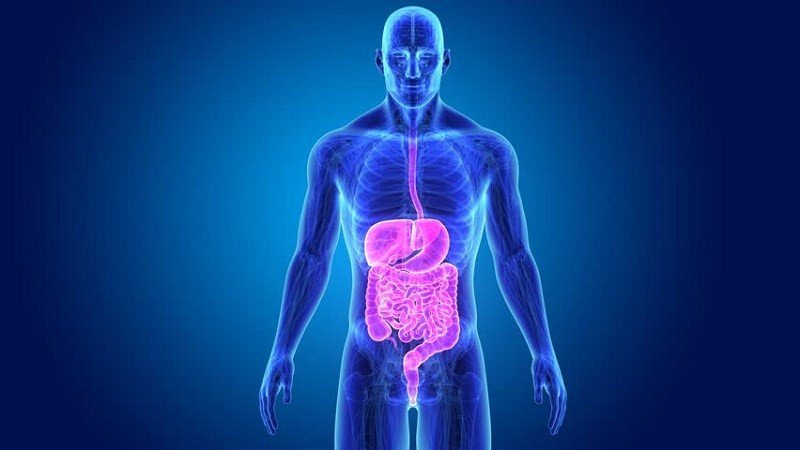 Ảnh hưởng đến hệ tiêu hóa