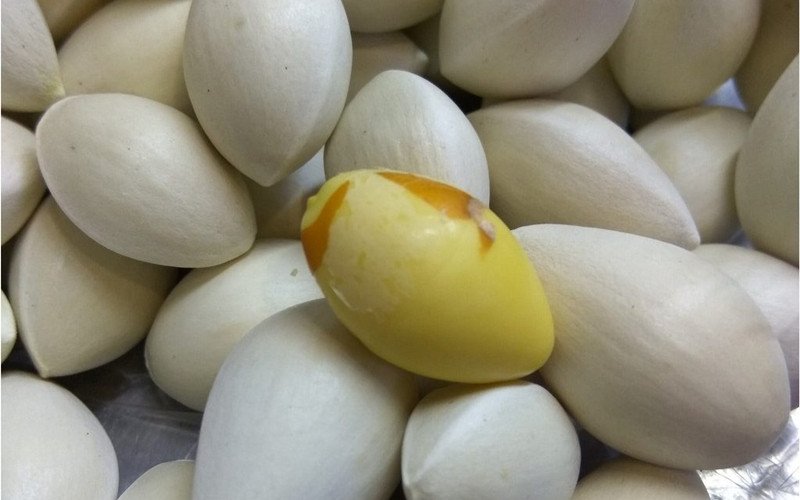 Bạch quả tươi bày bán trên thị trường