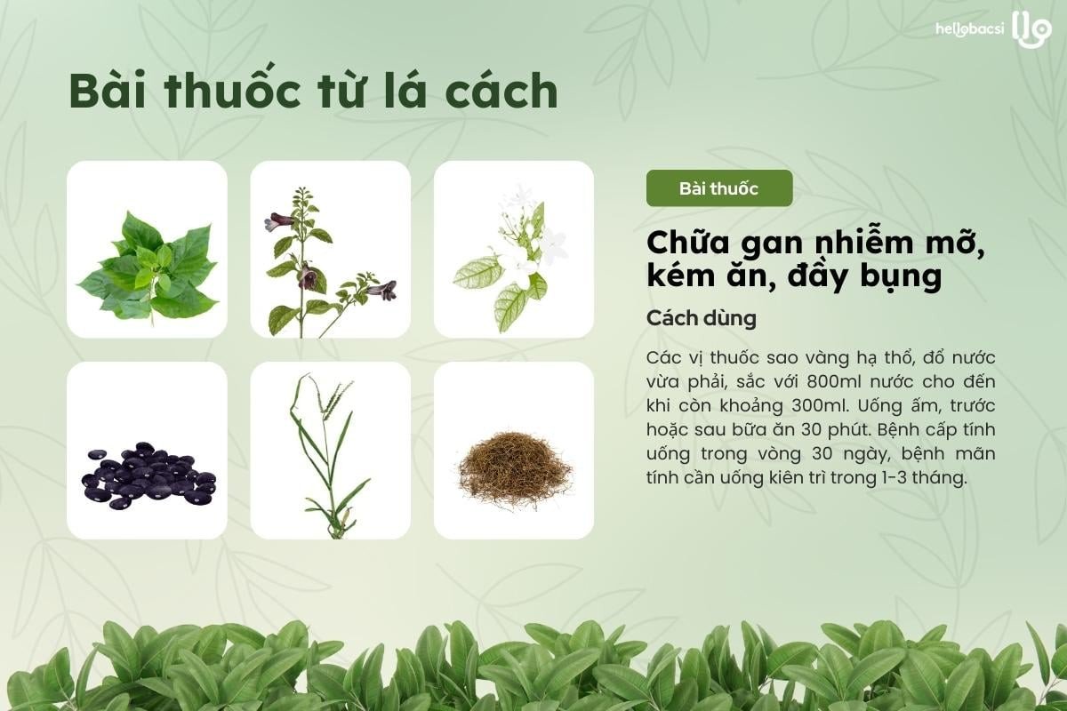 Bài thuốc dân gian từ lá cách, cách chế biến lá cách trị bệnh, công thức nước uống lá cách