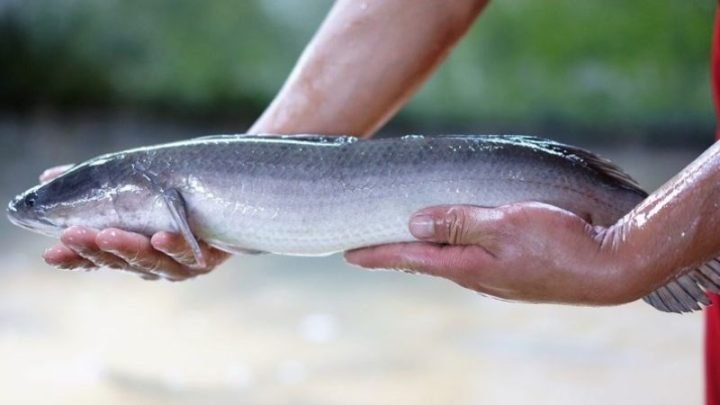 Cá Quả Bao Nhiêu Calo? Phân Tích Dinh Dưỡng Chi Tiết Bảng giá trị dinh dưỡng cơ bản trong cá quả bao nhiêu calo