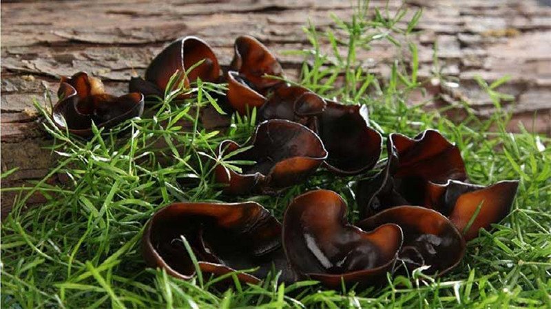 Bảng giá trị dinh dưỡng và 100g mộc nhĩ bao nhiêu calo