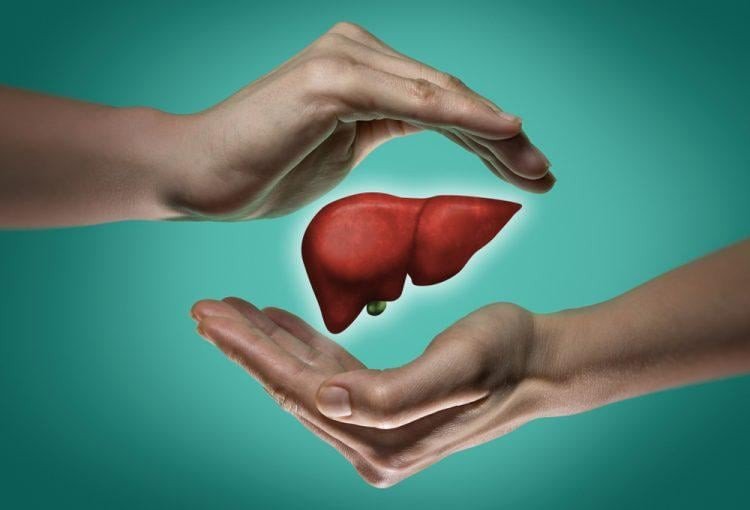 Bào ngư hỗ trợ chức năng gan