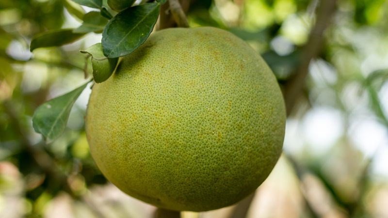 Bảo quản bưởi Diễn đúng cách để giữ hương vị
