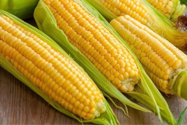 Cách Nấu Sữa Bắp Ngon Béo Ngậy, Thơm Lừng Tại Nhà Bắp tươi ngon dùng để nấu sữa bắp
