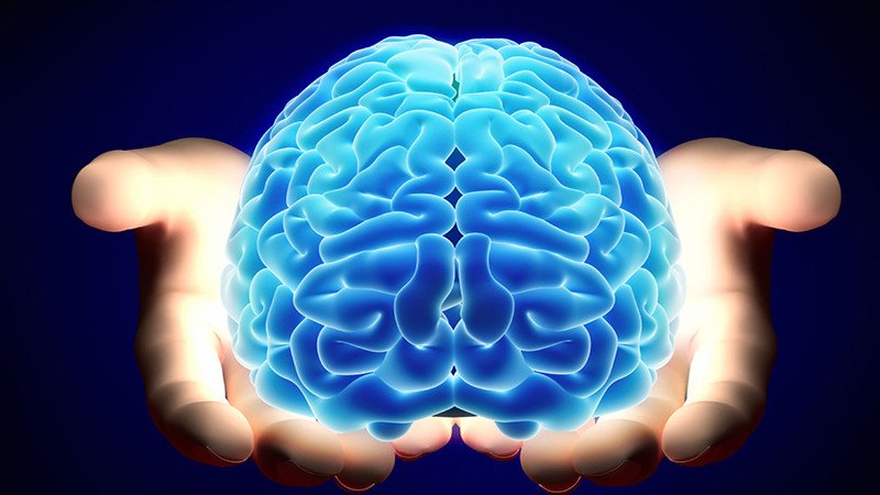 Bí đỏ và não người, minh họa vai trò của bí đỏ trong phát triển não bộ
