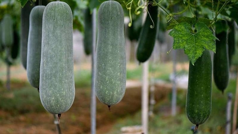 Bí quyết chọn mua và bảo quản bí đao tươi ngon, giữ trọn dưỡng chất