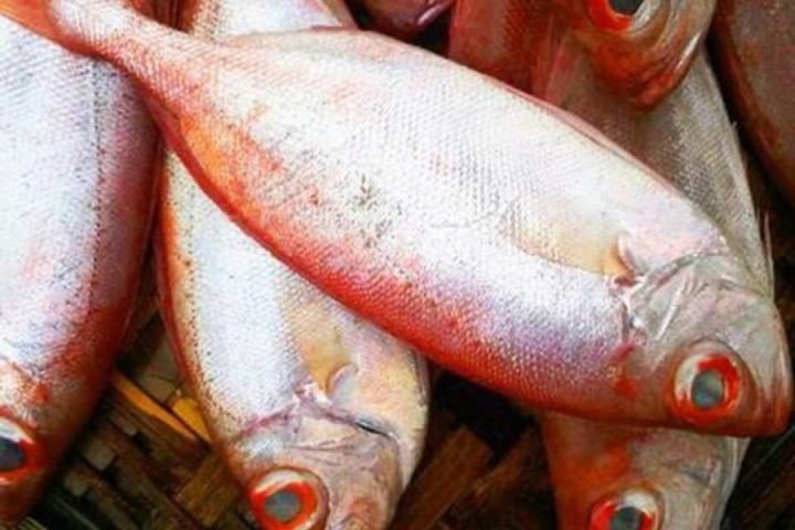Cá bã trầu tươi sống với thân hình dẹp và màu đỏ rực