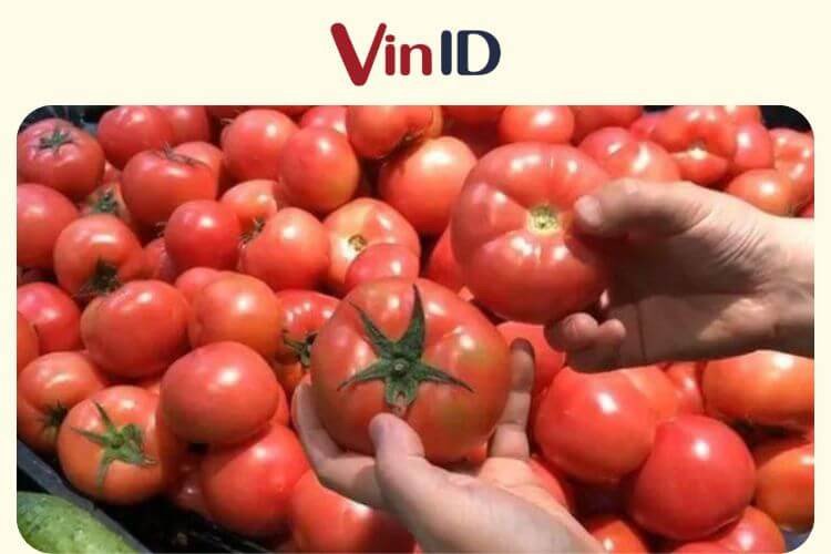Cà chua chín mọng tươi ngon làm sốt cà chua