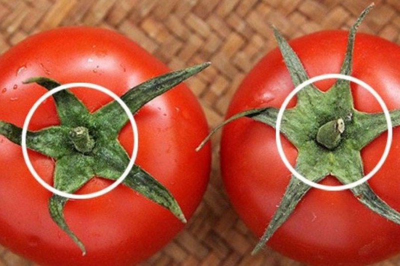 Cà chua tươi làm sốt xíu mại để kinh doanh