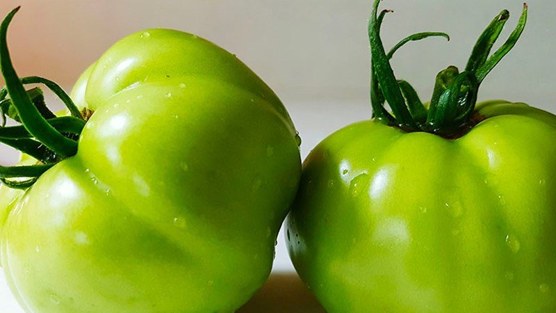 Cà chua xanh có thể gây ngộ độc
