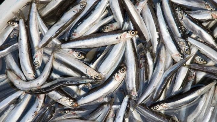 Cá cơm tươi cho thấy giá trị dinh dưỡng cao, giàu protein và omega-3